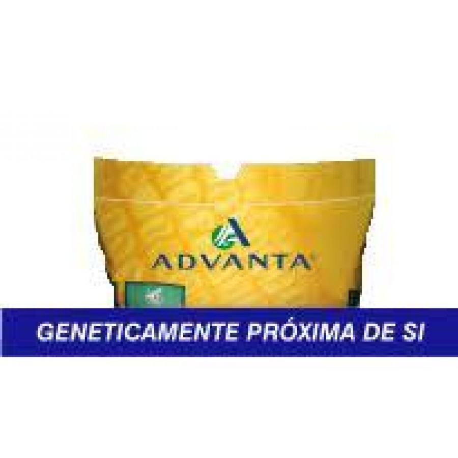 S.MILHO HIBRIDO ADVANTA CLOONEY 15 MK S.MILHO HIBRIDO ADVANTA CLOONEY 15 MK