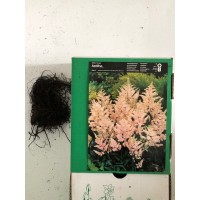 S.BOLBO ASTILBE - UNIDADE S.BOLBO ASTILBE - UNIDADE