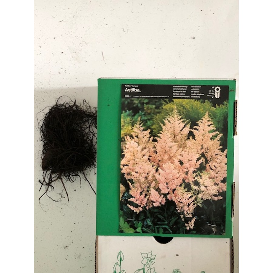 S.BOLBO ASTILBE - UNIDADE S.BOLBO ASTILBE - UNIDADE