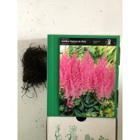 S.BOLBO ASTILBE - UNIDADE S.BOLBO ASTILBE - UNIDADE