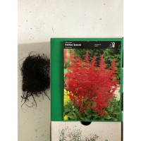 S.BOLBO ASTILBE - UNIDADE S.BOLBO ASTILBE - UNIDADE