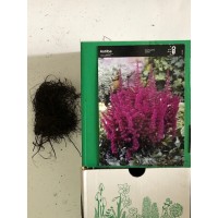 S.BOLBO ASTILBE - UNIDADE S.BOLBO ASTILBE - UNIDADE