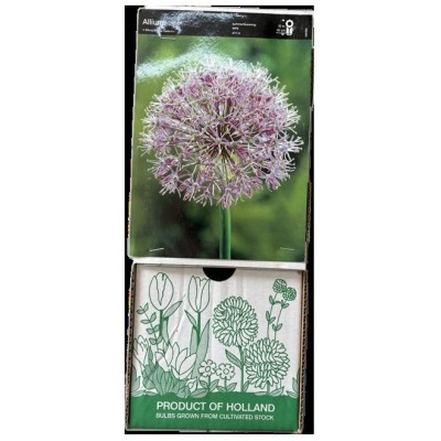 S.BOLBO DC ALLIUM IVORY QUEEN - CX 60 UNIDADE