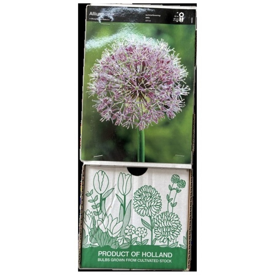 S.BOLBO DC ALLIUM IVORY QUEEN - CX 60 UNIDADE S.BOLBO DC ALLIUM IVORY QUEEN - CX 60 UNIDADE