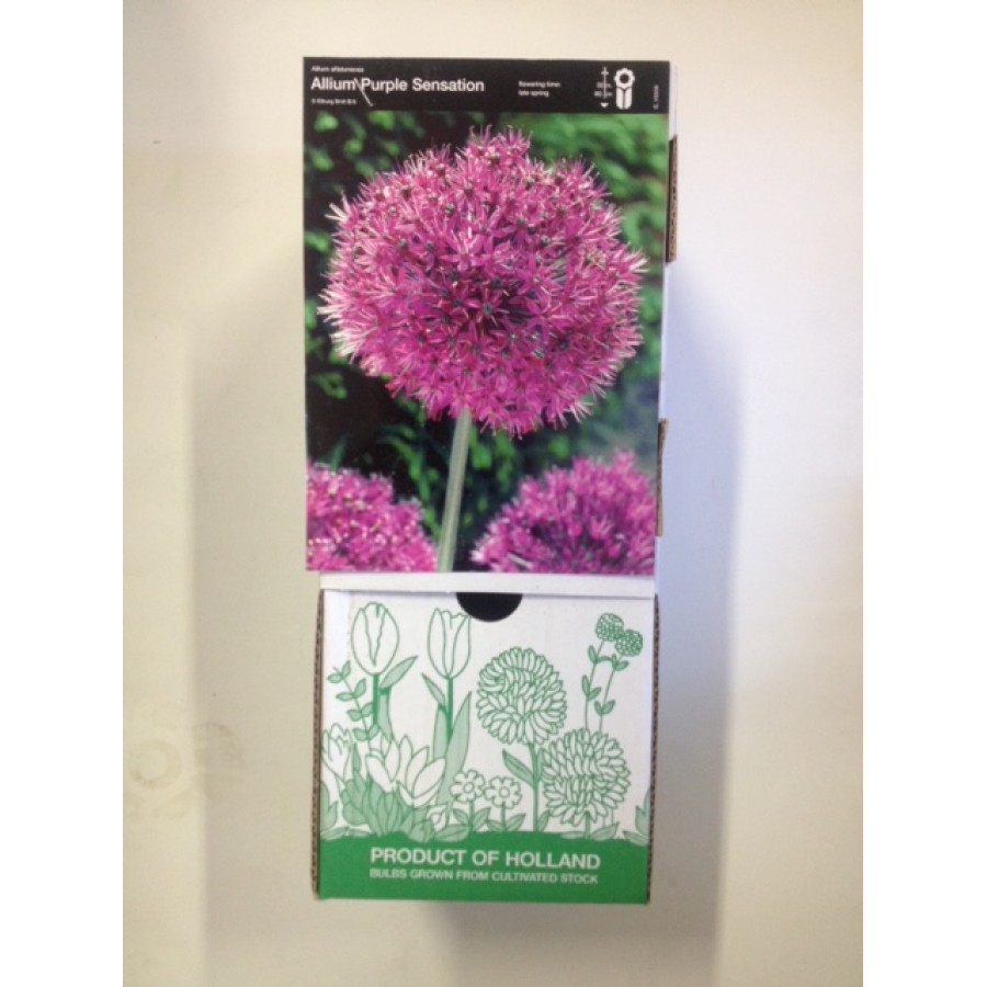 S.BOLBO DC ALLIUM PURPLE SENSATION - CX 60 UNIDADE