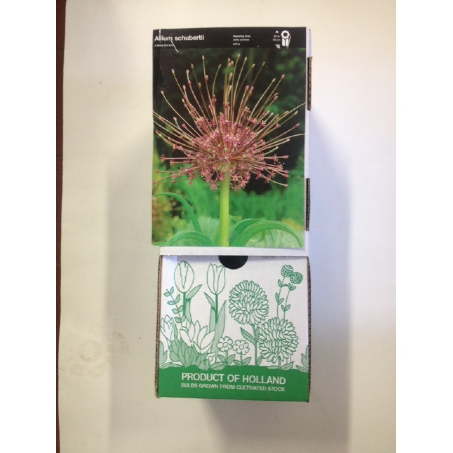 S.BOLBO DC ALLIUM SHUBERTII - CX 30 UNIDADE