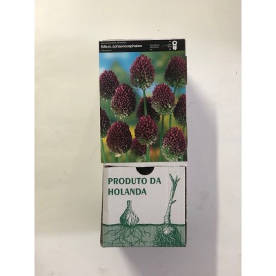S.BOLBO DC ALLIUM SPHAEROCEPHALON - CX 150 UNIDADE