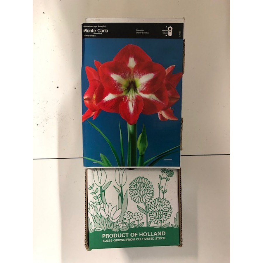 S.BOLBO GR AMARYLLIS SINGELOS - CAIXA 10 UNIDADES