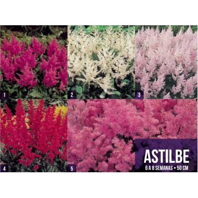 S.BOLBO GR ASTILBE - CAIXA 60 UNIDADES