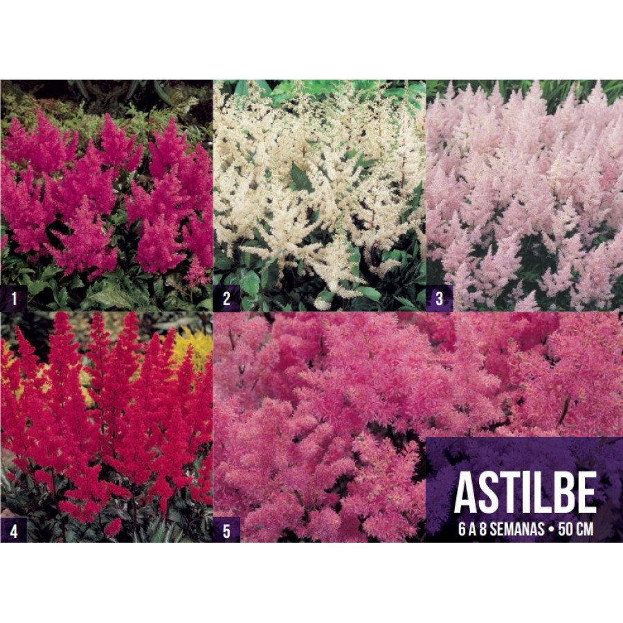 S.BOLBO GR ASTILBE - CAIXA 60 UNIDADES S.BOLBO GR ASTILBE - CAIXA 60 UNIDADES