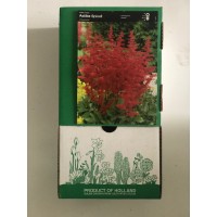 S.BOLBO GR ASTILBE - CAIXA 12 UNIDADES S.BOLBO GR ASTILBE - CAIXA 12 UNIDADES