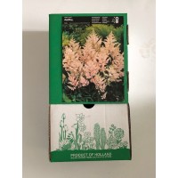 S.BOLBO GR ASTILBE - CAIXA 12 UNIDADES S.BOLBO GR ASTILBE - CAIXA 12 UNIDADES