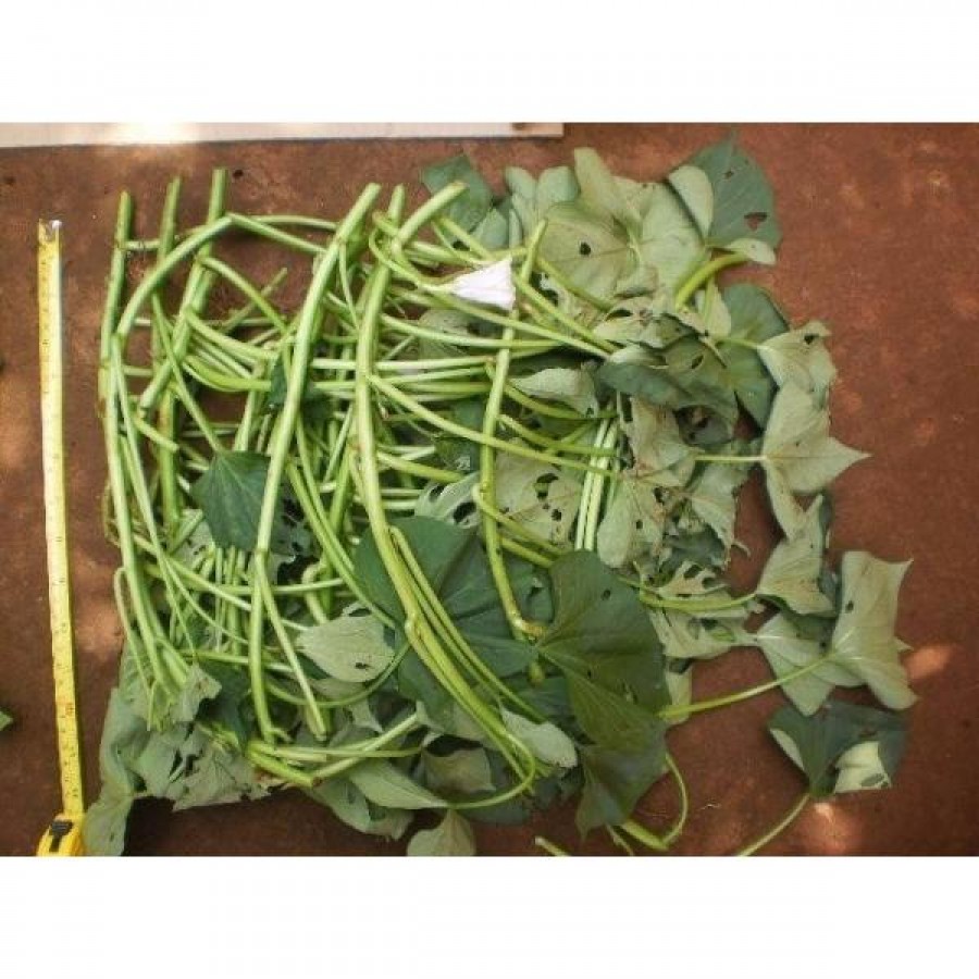 S.PLANTA BATATA DOCE - MOLHO 25 UNIDADES S.PLANTA BATATA DOCE - MOLHO 25 UNIDADES