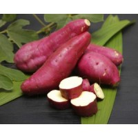 S.PLANTA BATATA DOCE - MOLHO 25 UNIDADES S.PLANTA BATATA DOCE - MOLHO 25 UNIDADES