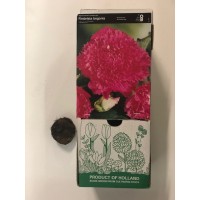S.BOLBO GR BEGONIA FIMBRIATA - CX 30 UNIDADES