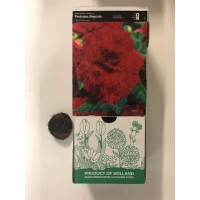 S.BOLBO GR BEGONIA FIMBRIATA - CX 30 UNIDADES