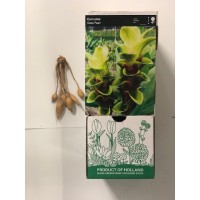 S.BOLBO DC CURCUMAS  - CAIXA 20 UNIDADES