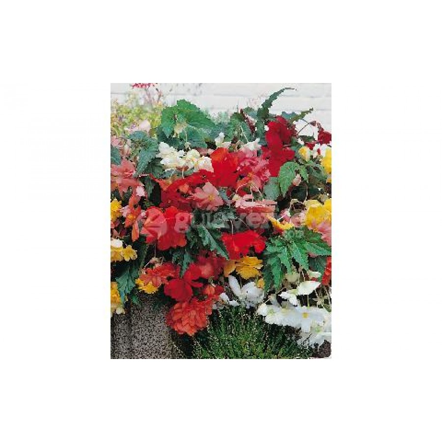 S.BOLBO BEGONIA   - UNIDADE