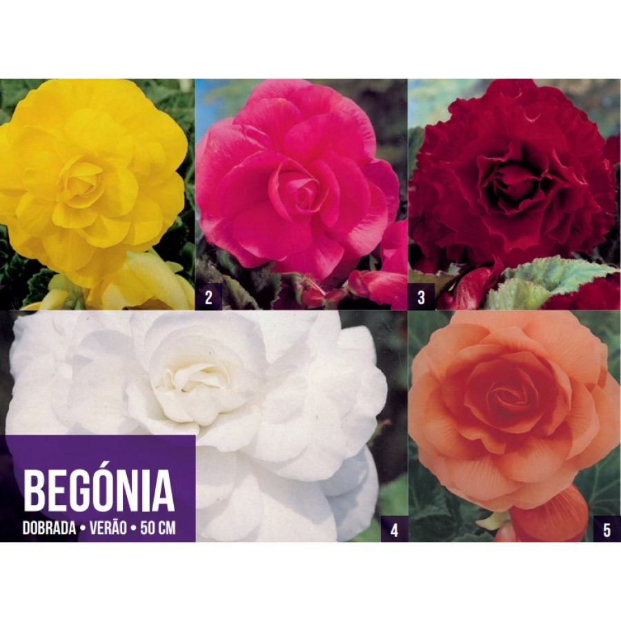 S.BOLBO GR BEGONIA DOBRADA - CX 100 UNIDADES S.BOLBO GR BEGONIA DOBRADA - CX 100 UNIDADES