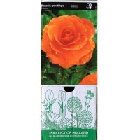 S.BOLBO GR BEGONIA DOBRADA - CX 30 UNIDADES