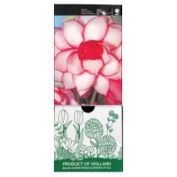 S.BOLBO GR BEGONIA EXOTICA - CX 30 UNIDADES