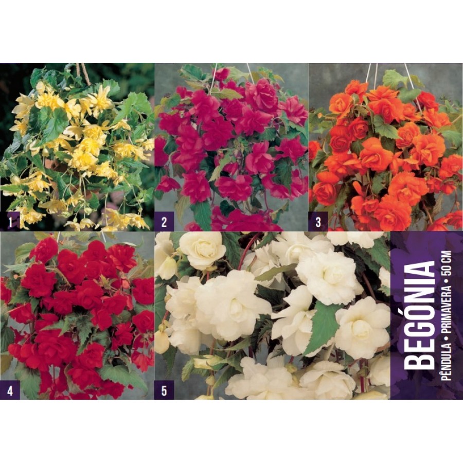 S.BOLBO GR BEGONIA PENDULA - CX 150 UNIDADES