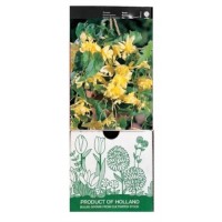 S.BOLBO GR BEGONIA PENDULA - CX 30 UNIDADES