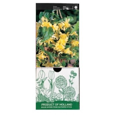 S.BOLBO GR BEGONIA PENDULA - CX 30 UNIDADES
