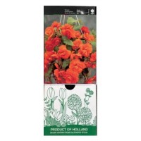 S.BOLBO GR BEGONIA PENDULA - CX 30 UNIDADES