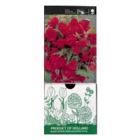 S.BOLBO GR BEGONIA PENDULA - CX 30 UNIDADES