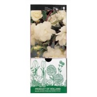 S.BOLBO GR BEGONIA PENDULA - CX 30 UNIDADES