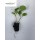S.PLANTA BERINJELA - UNIDADE