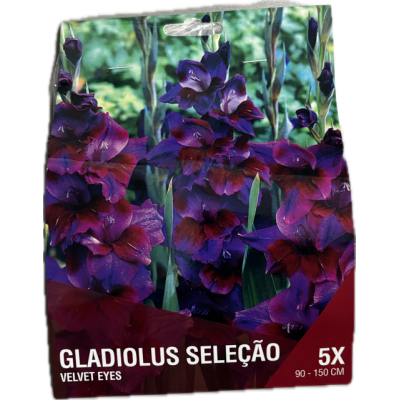 S.BOLBO SAQUETA DC GALADIOLO SELEÇÃO VELVET EYES- 5 BOLBOS