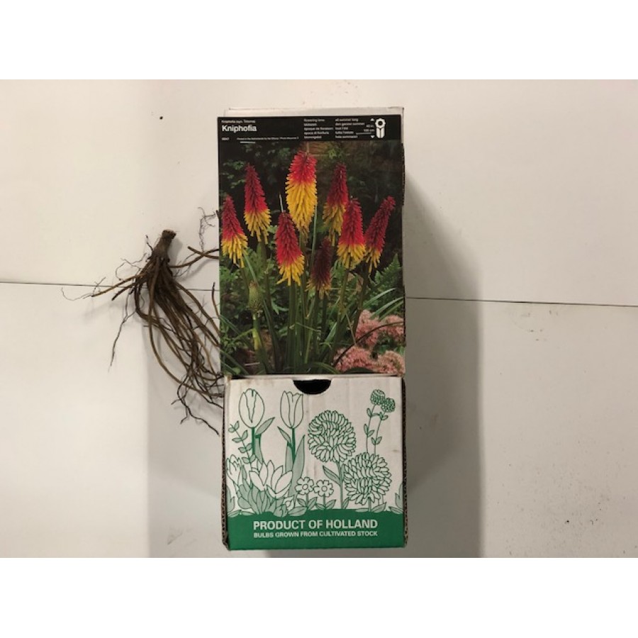 S.BOLBO DC KNIPHOFIA  - CAIXA 30 UNIDADES