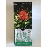 S.BOLBO DC LYCORIS - CAIXA 30 UNIDADES S.BOLBO DC LYCORIS - CAIXA 30 UNIDADES
