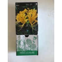 S.BOLBO DC LYCORIS - CAIXA 30 UNIDADES S.BOLBO DC LYCORIS - CAIXA 30 UNIDADES