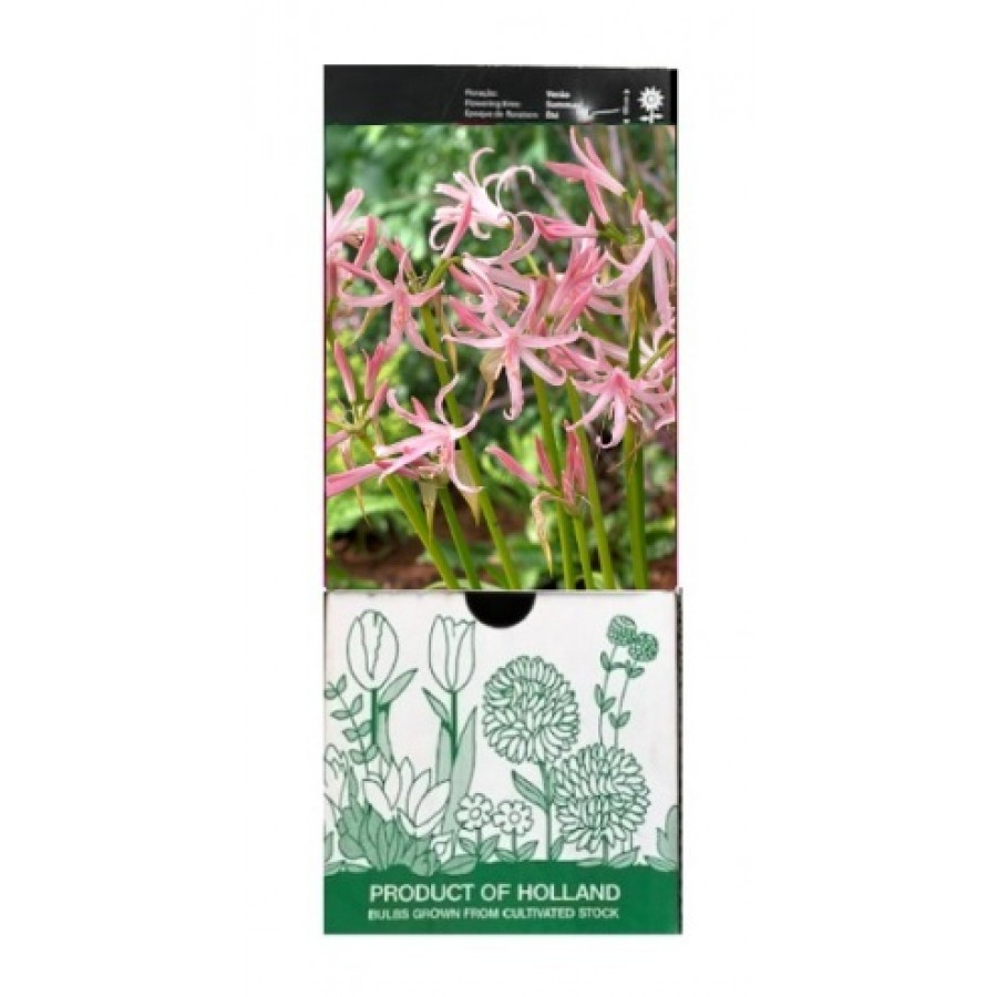S.BOLBO GR NERINE ROSA CLARO - CAIXA 30 UNIDADES S.BOLBO GR NERINE ROSA CLARO - CAIXA 30 UNIDADES
