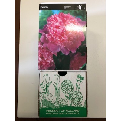 S.BOLBO GR PEONIA ROSA CLARA - CAIXA 10 UNIDADES