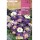 S.BOLBO RO.GAVETA 200 ANEMONAS BLANDA MISTURA DE CORES   - BUAB1030