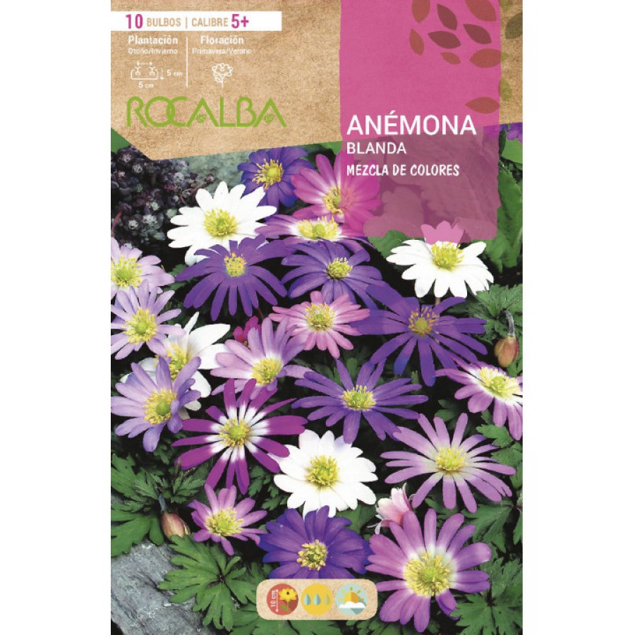 S.BOLBO RO.GAVETA 200 ANEMONAS BLANDA MISTURA DE CORES - BUAB1030 S.BOLBO RO.GAVETA 200 ANEMONAS BLANDA MISTURA DE CORES - BUAB1030