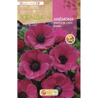 S.BOLBO RO.GAVETA 200 ANEMONAS SIMPLES DE CAEN SYPHIDE - BUAC1055