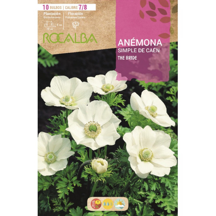 S.BOLBO RO.GAVETA 200 ANEMONAS SIMPLES DE CAEN THE BRIDE-BUAC1060 S.BOLBO RO.GAVETA 200 ANEMONAS SIMPLES DE CAEN THE BRIDE-BUAC1060