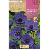 S.BOLBO RO.GAVETA 200 ANEMONAS SIMPLES DE CAEN MR. FOLKER - BUAC1065