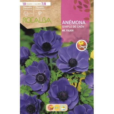 S.BOLBO RO.GAVETA 200 ANEMONAS SIMPLES DE CAEN MR. FOLKER - BUAC1065