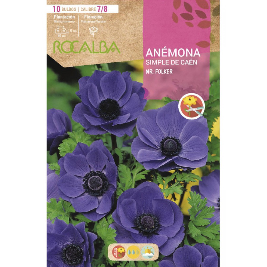 S.BOLBO RO.GAVETA 200 ANEMONAS SIMPLES DE CAEN MR. FOLKER - BUAC1065