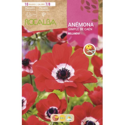S.BOLBO RO.GAVETA 200 ANEMONAS SIMPLES DE CAEN HOLLANDIA  - BUAC1070