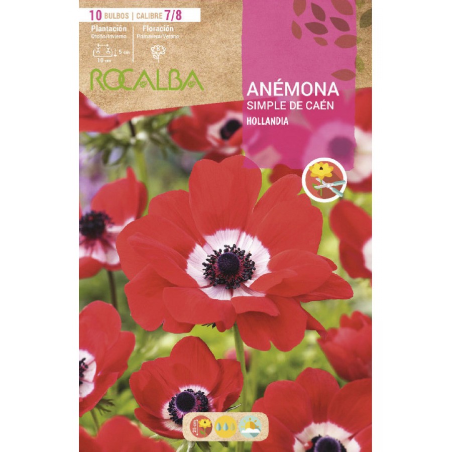 S.BOLBO RO.GAVETA 200 ANEMONAS SIMPLES DE CAEN HOLLANDIA  - BUAC1070