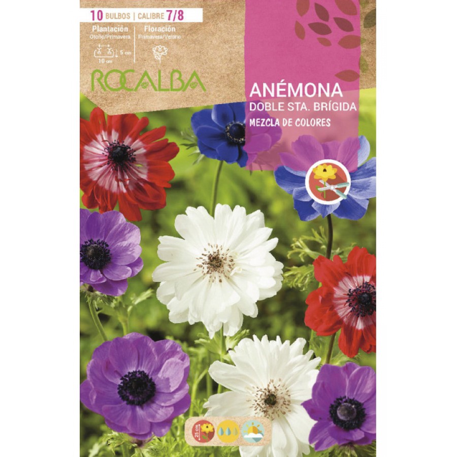 S.BOLBO RO.GAVETA 200 ANEMONAS DOBRADAS STA BRIGIDA MISTURA DE CORES - BUAD1125