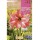 S.BOLBO RO.GAVETA 15 AMARYLLIS LISTRADO ROSA COM  BRANCO  -BUAM1000
