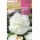 S.BOLBO RO.GAVETA BEGONIA FLOR DE CAMELIA BRANCO-BUBD2715